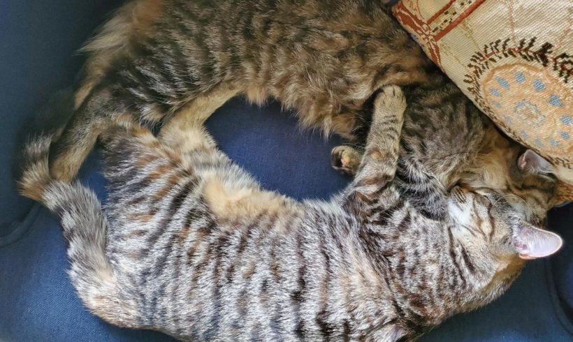 Why You Should Consider Adopting a Bonded Pair Why You Should Consider Adopting a Bonded Pair