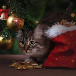 Why You Should Never Give a Pet as a Holiday Gift