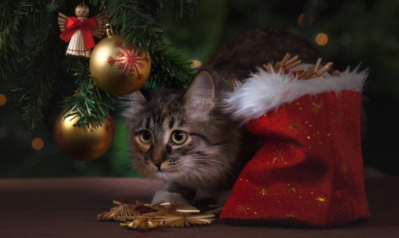Why You Should Never Give a Pet as a Holiday Gift