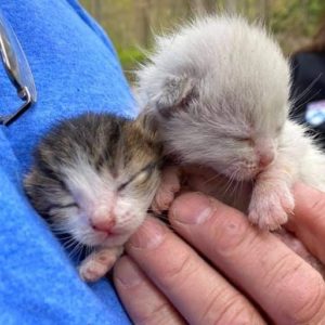 Neonatal kittens