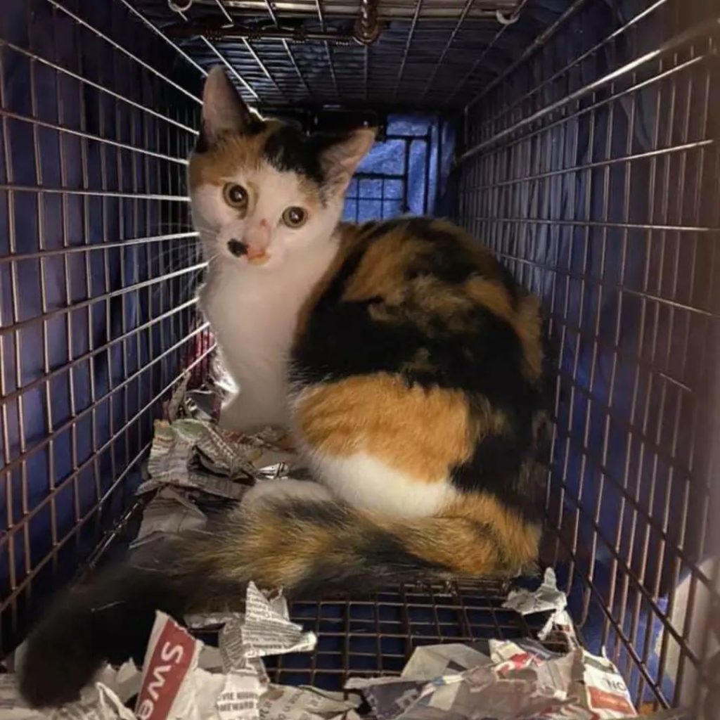 scared cat in cat trap