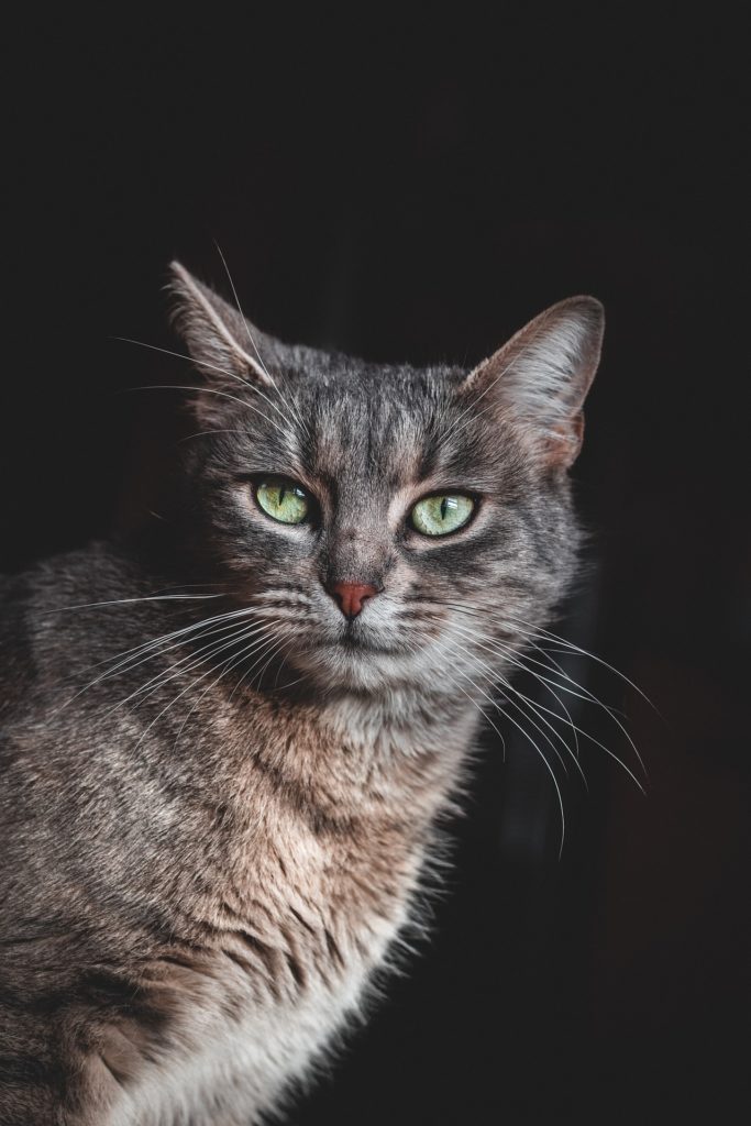 gray cat with green eyes with dark background
