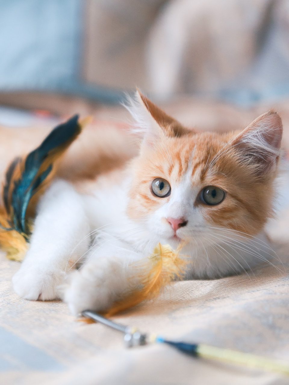white and orange cat plating with a feather toy