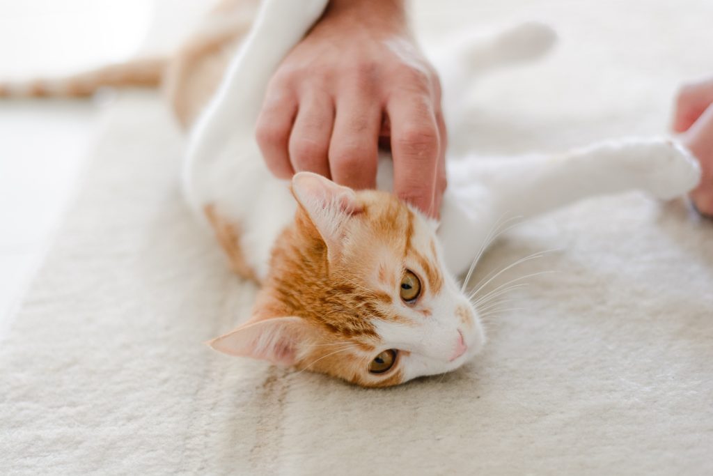 white and orange cat on its back with a persons hand scratching its chest