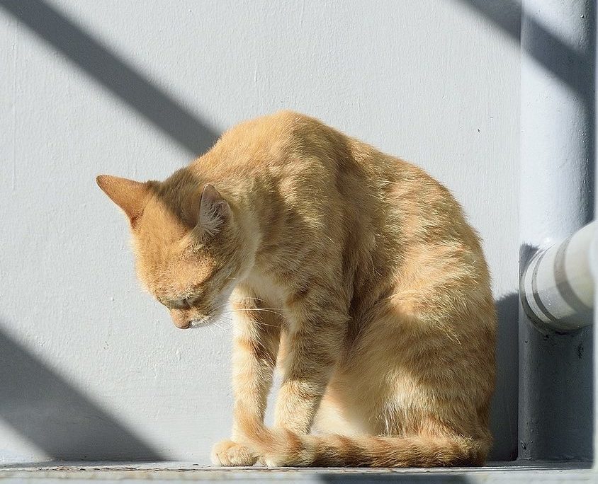 orange cat in sunlight with head down looking sad
