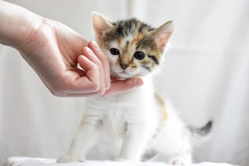 persons hand with finger under a kittens chin