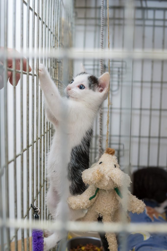 kitten in cage playing with a persons fingers through the bars