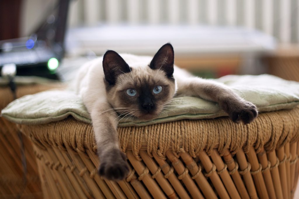 siamese cat with blue eyes laying down on its belly with its paws sprawled out
