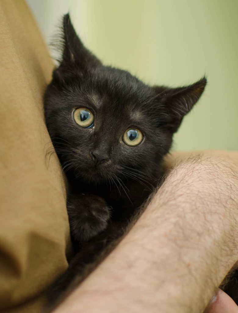 person holding scared black cat in arms