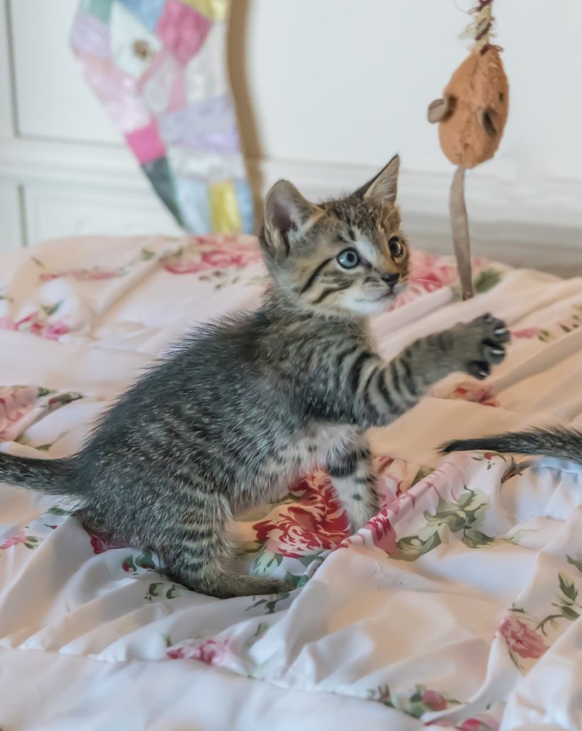 kitten playing with a toy