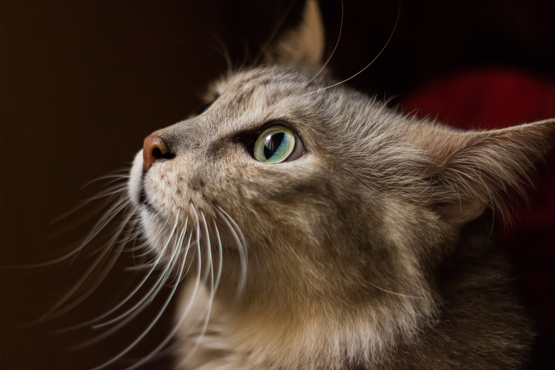 close up of face of long haired grey cat with bright green eyes looking up