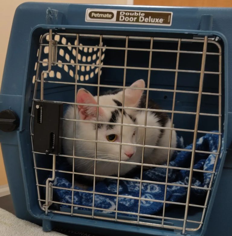 new kitty coming home in carrier