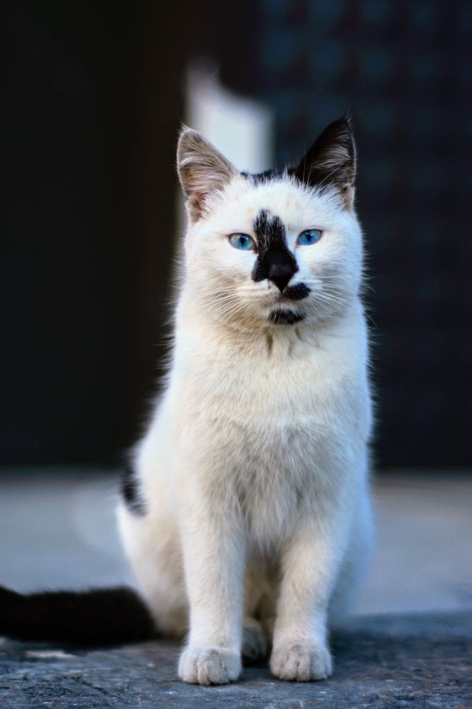 A striking portrait of a white cat with blue eyes and distinctive black markings.